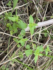 Mentha australis