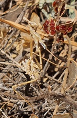 Empusa fasciata