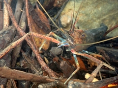 Macrobrachium lar