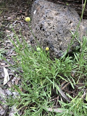 Pycnosorus chrysanthus