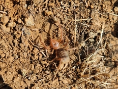 Solifugae