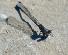 Argia immunda