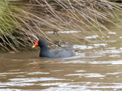 Gallinula tenebrosa