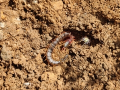 Scolopendra morsitans