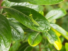 Orthodera ministralis