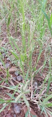 Eragrostis