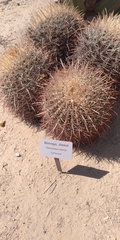 Ferocactus