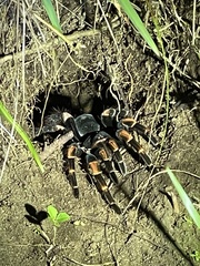 Megaphobema mesomelas