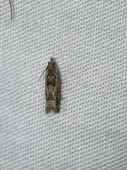 Crocidosema plebejana