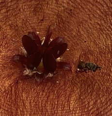 Insecta
