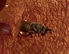 Insecta