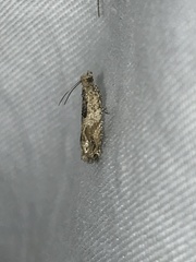 Crocidosema plebejana