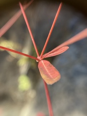 Euphorbiaceae