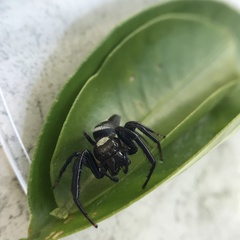 Opisthoncus quadratarius