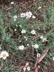 Rhodanthe anthemoides
