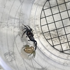 Opisthoncus quadratarius