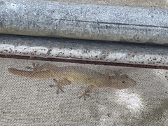 Hemidactylus frenatus