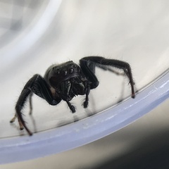 Opisthoncus quadratarius