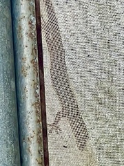 Hemidactylus frenatus