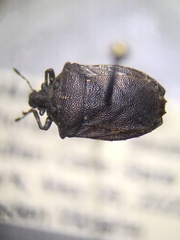 Amaurochrous cinctipes