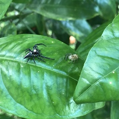 Opisthoncus quadratarius