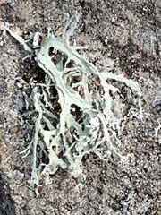Ramalina intermedia