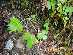 Ranunculus uncinatus