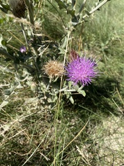 Cirsium flodmanii