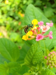 Calloceratina