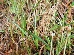 Juncus ensifolius