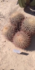 Ferocactus