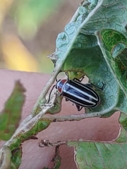 Disonycha pensylvanica