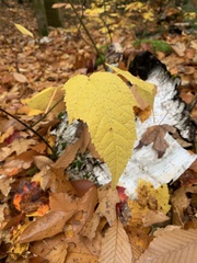 Viburnum