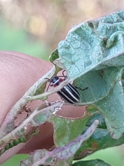 Disonycha pensylvanica