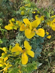Senna