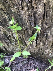 Stellaria flaccida