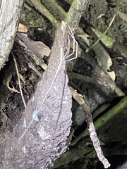 Deinopis longipes