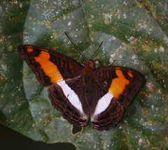 Adelpha jordani