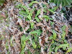 Blechnum blechnoides