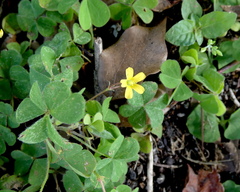 Oxalis corniculata