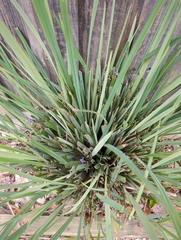 Dianella