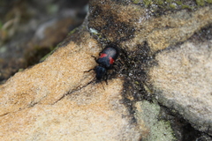 Astylus aulicus