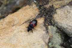 Astylus aulicus