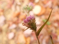 Liatris aspera