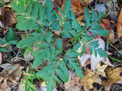 Sceptridium dissectum