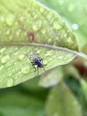 Anthomyia punctipennis