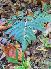 Sceptridium dissectum