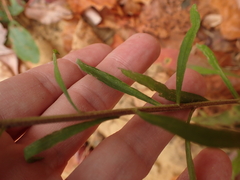 Liatris aspera