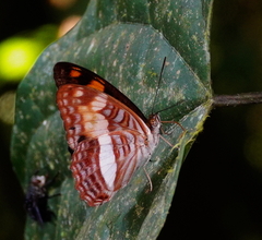Adelpha jordani