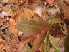 Liatris aspera